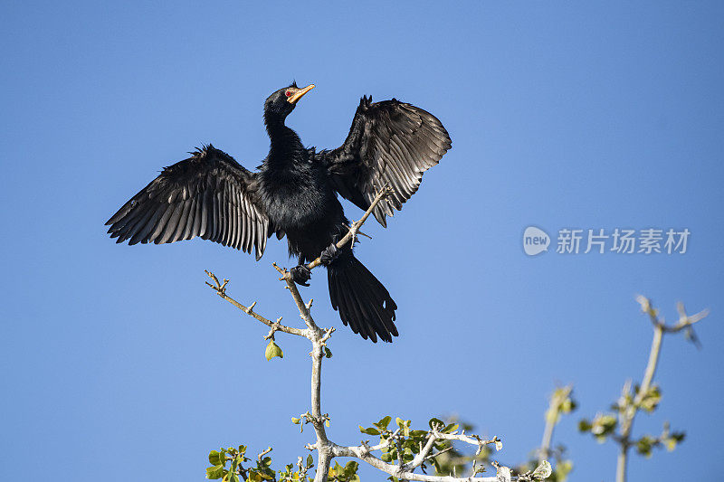 非洲飞镖(Anhinga rufa)正在擦干翅膀